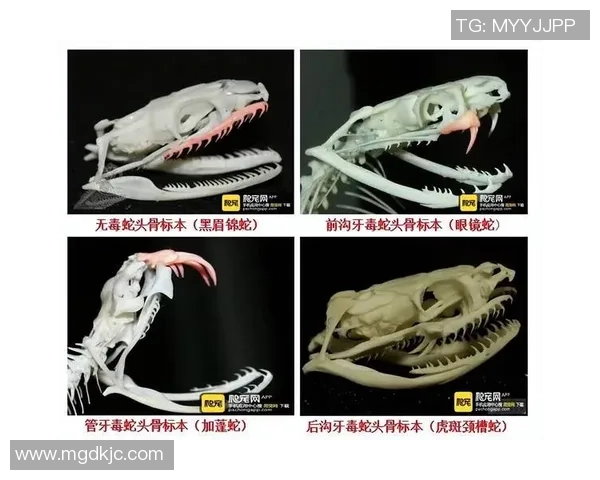 足球明星眼镜蛇的传说与传奇生涯揭秘他们如何在绿茵场上舞动人生